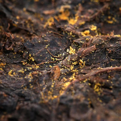 Torta de té negro puro Shaanxi chino pequeño cuadrado Futea ladrillo