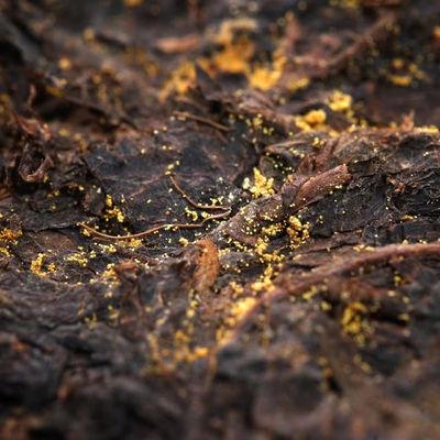 Grado 1 Té Oscuro Fuzhuan ladrillo 1000g Te hecho a mano Fuzhuan para su beneficio
