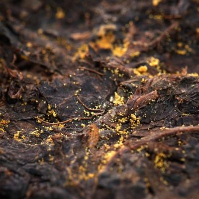 Estilo Té Oscuro Té Oficial de Shaanxi Flor Dorada Té Negro Instrucciones de elaboración de té personalizado para beber